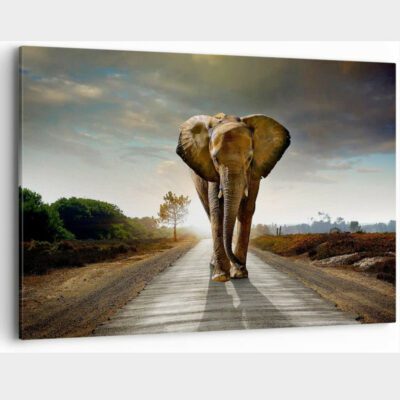 Tierbilder Afrika, Safari-Bilder, Poster von Elefant, Löwe