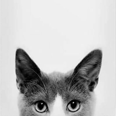 Katzen-Poster, Katzenbild, Katzenfoto, Bilder von Katzen für die Wohnung