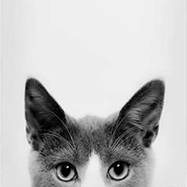 Katzen-Poster, Katzenbild, Katzenfoto, Bilder von Katzen für die Wohnung