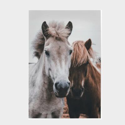 Pferde-Poster, Pferdebilder, Pferdefoto